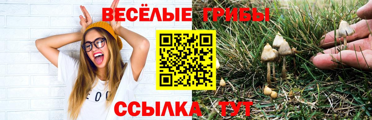 Псилоцибиновые грибы Cubensis Соль-Илецк